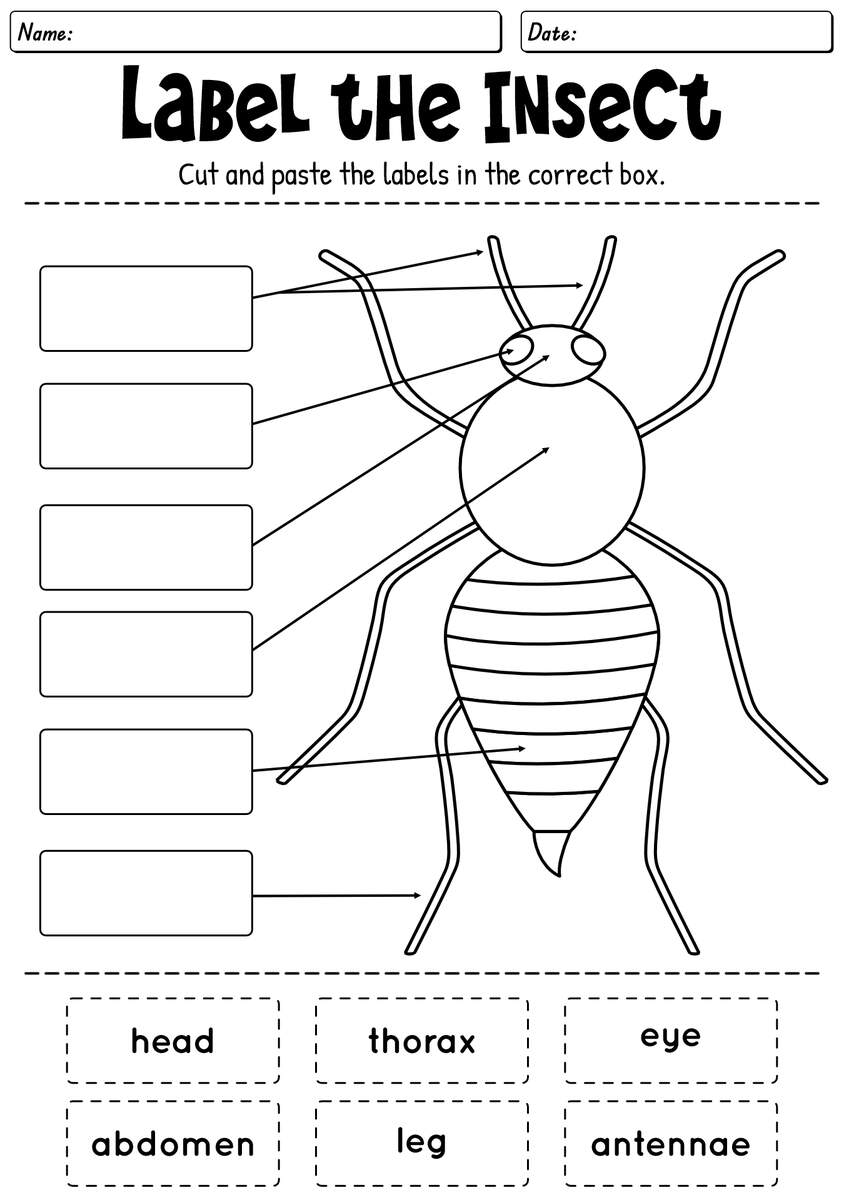 13 Kids Bug And Insects Worksheets Free PDF At Worksheeto