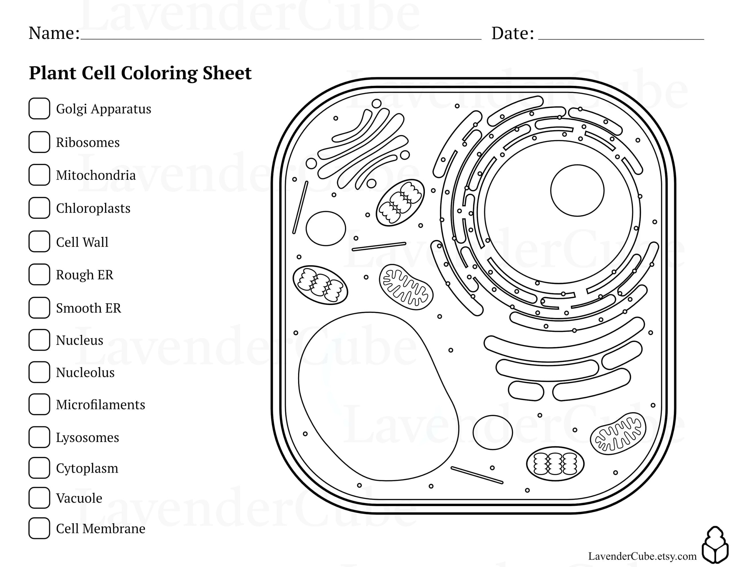 Animal And Plant Cell Coloring Worksheets Digital Download 300 DPI Png Etsy Israel