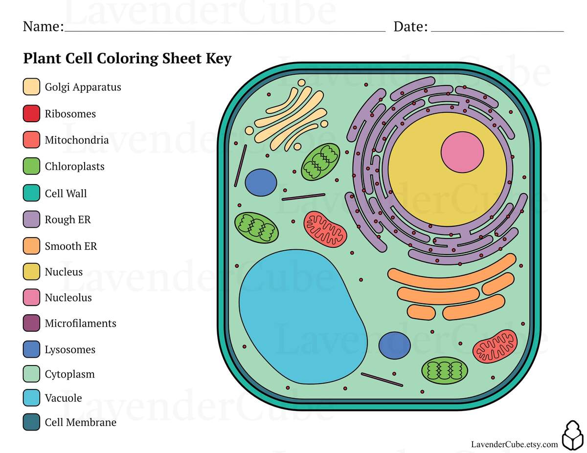 Animal And Plant Cell Coloring Worksheets Digital Download 300 DPI Png Etsy Israel