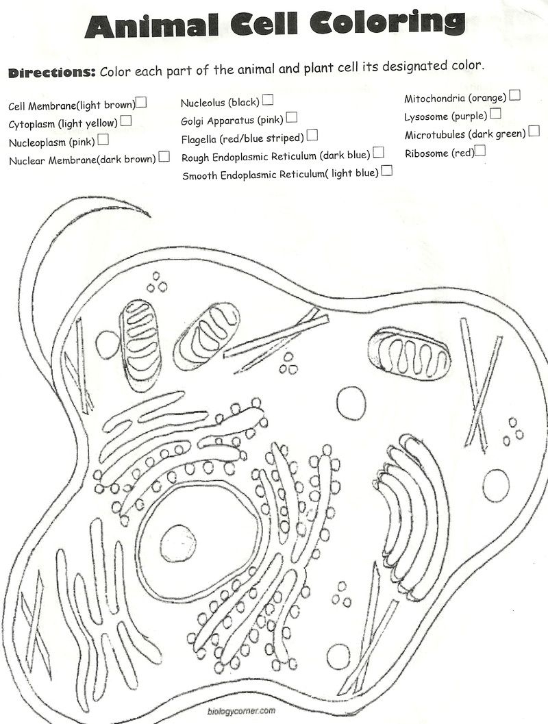 Animal Cell Coloring Page 497487 Clipart Library Animal Cell Coloring Page 497487 Clipart Library