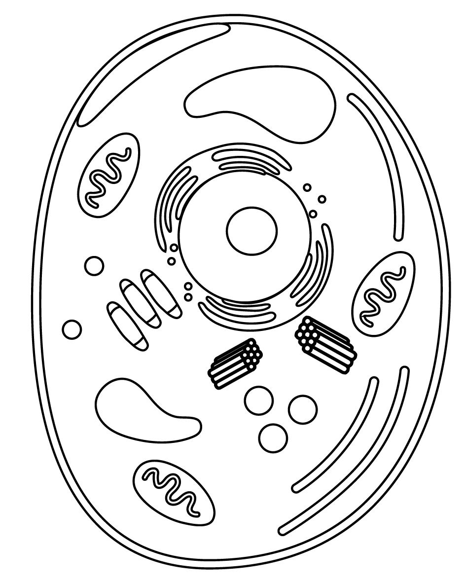 Animal Cell Coloring Page Free Printable Animal Cell Coloring Page Free Printable
