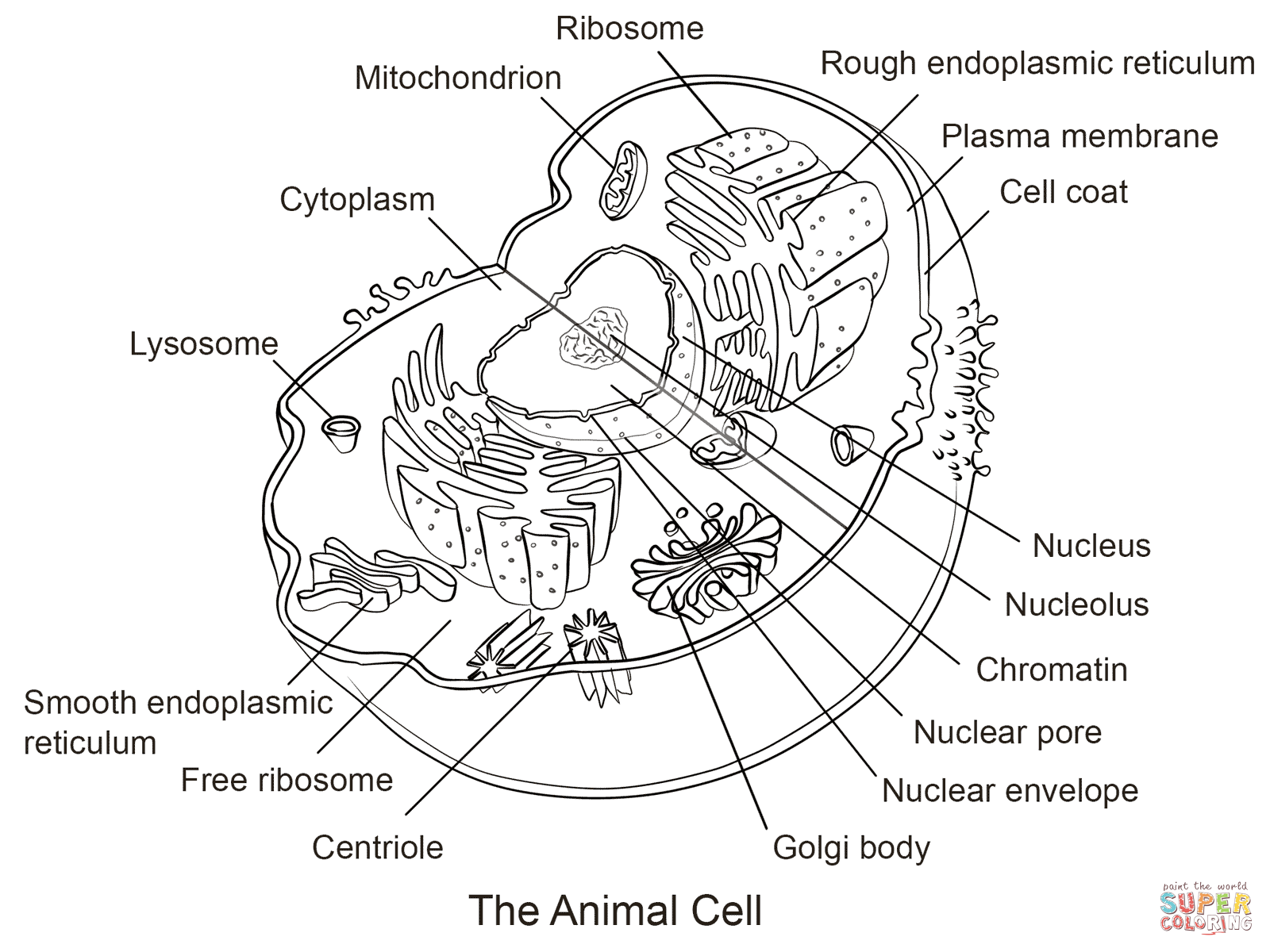 Animal Cell Coloring Page Free Printable Animal Cell Coloring Page Free Printable