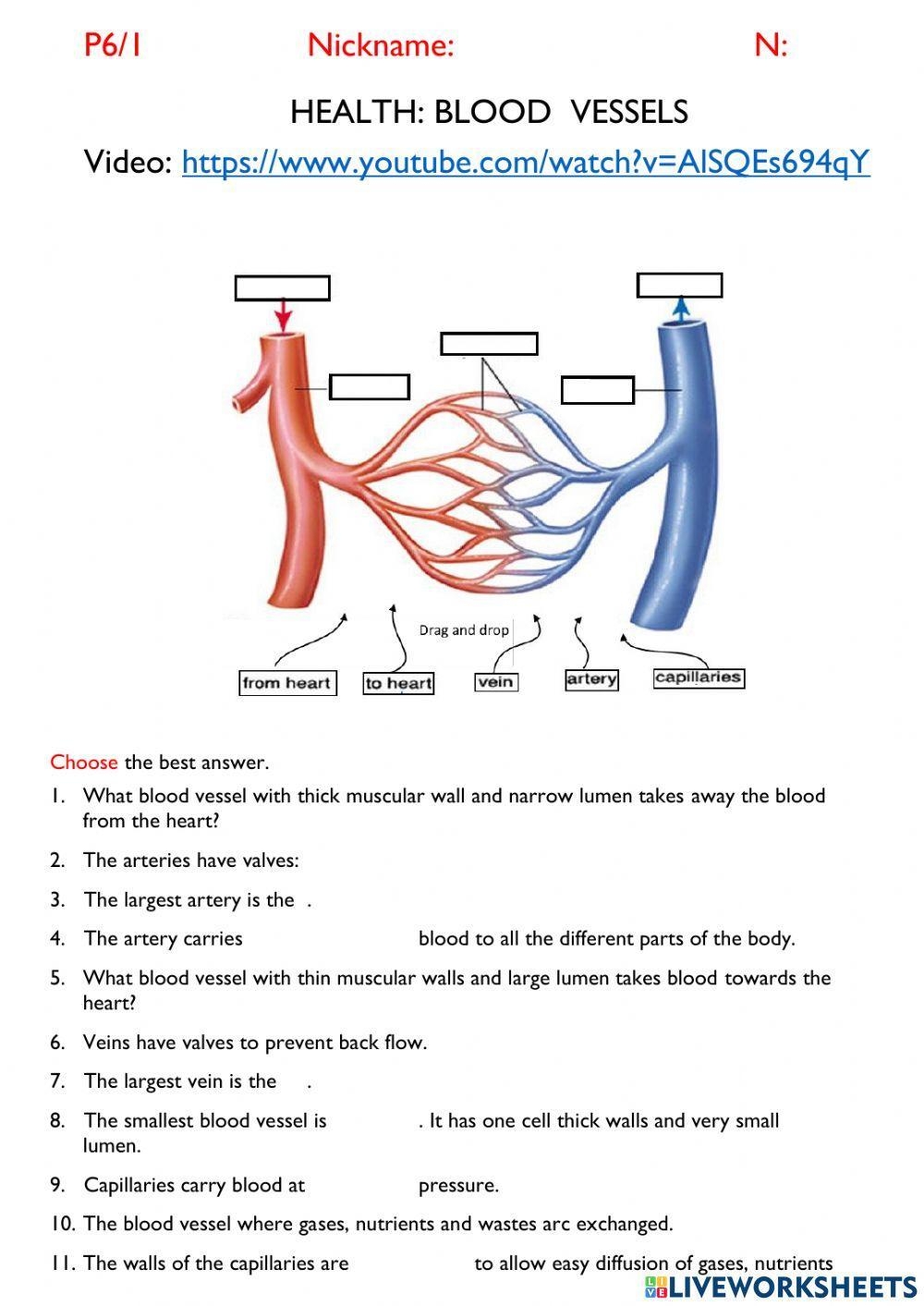 Blood Vessels Activity Worksheets Library