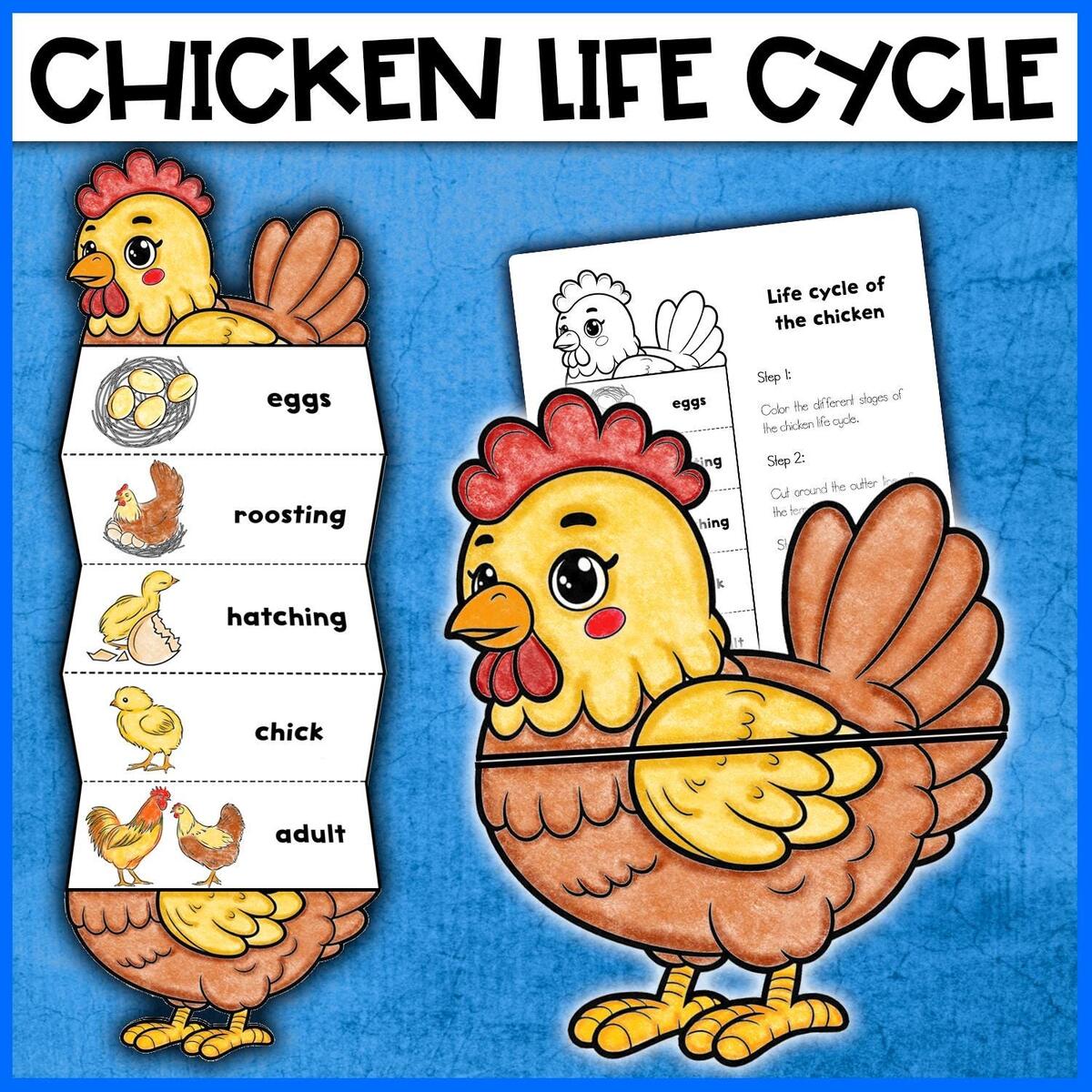 Chicken Life Cycle Activity Chicken Craft Foldable Template Life Cycle Of A Chicken Hen Craft Activity Etsy