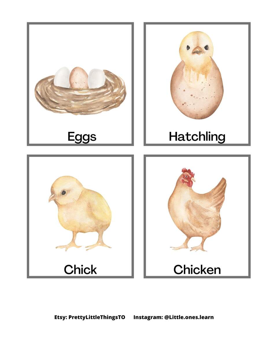 Chicken Life Cycle Sequence Set Etsy