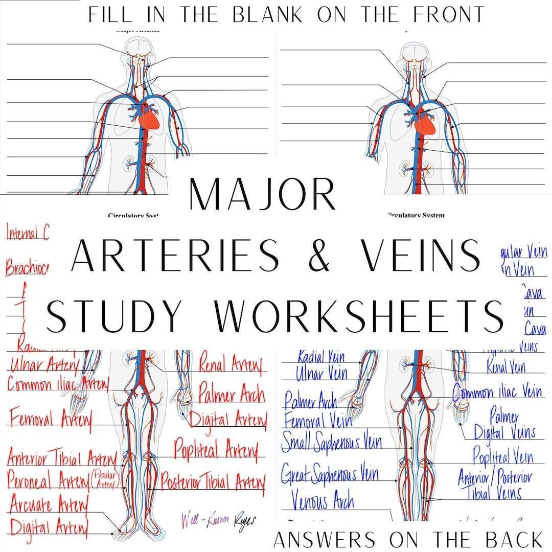Free Circulatory System Labeling Worksheet