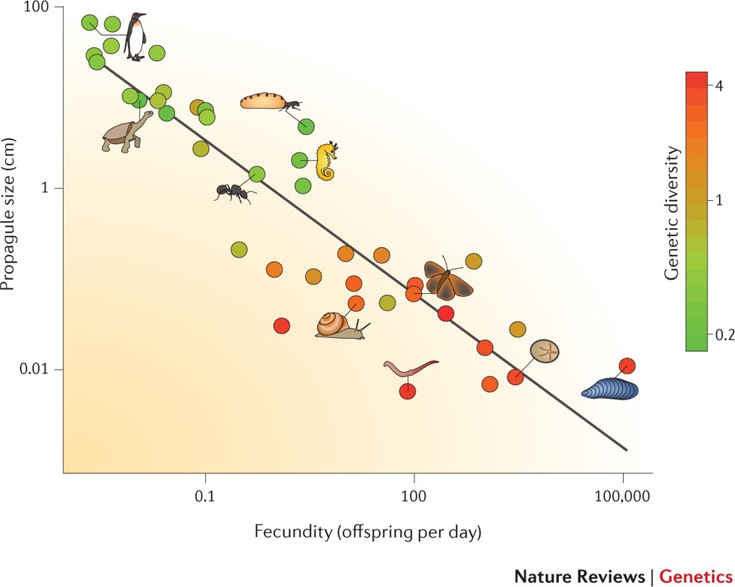 Determinants Of Genetic Diversity Nature Reviews Genetics