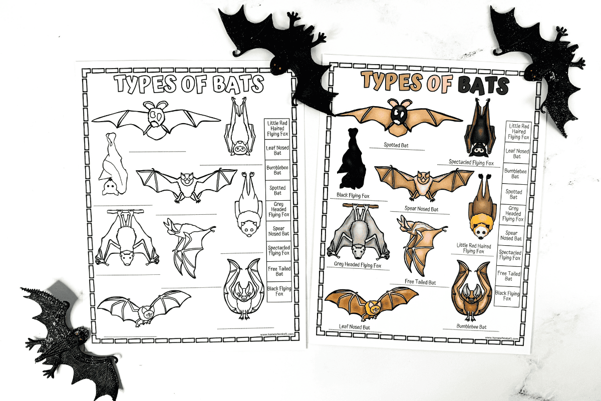 Different Types Of Bats Worksheet Free Printable Bat Parts Free Printable Activities Perfect For Learning Animal Science