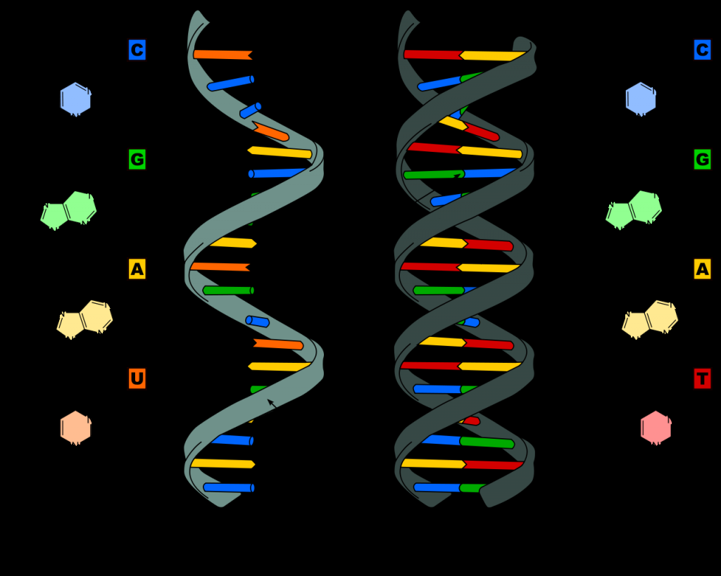 DNA Genes Genetics