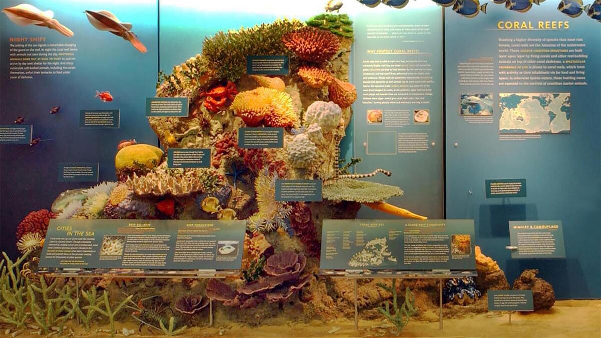 Educator Resources Milstein Hall Of Ocean Life AMNH