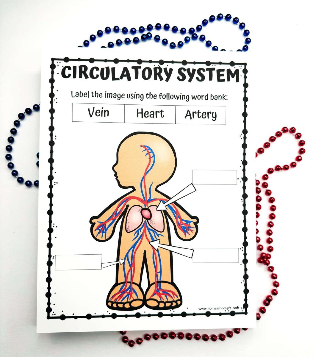 Free Circulatory System Labeling Worksheet Free Circulatory System Labeling Worksheet