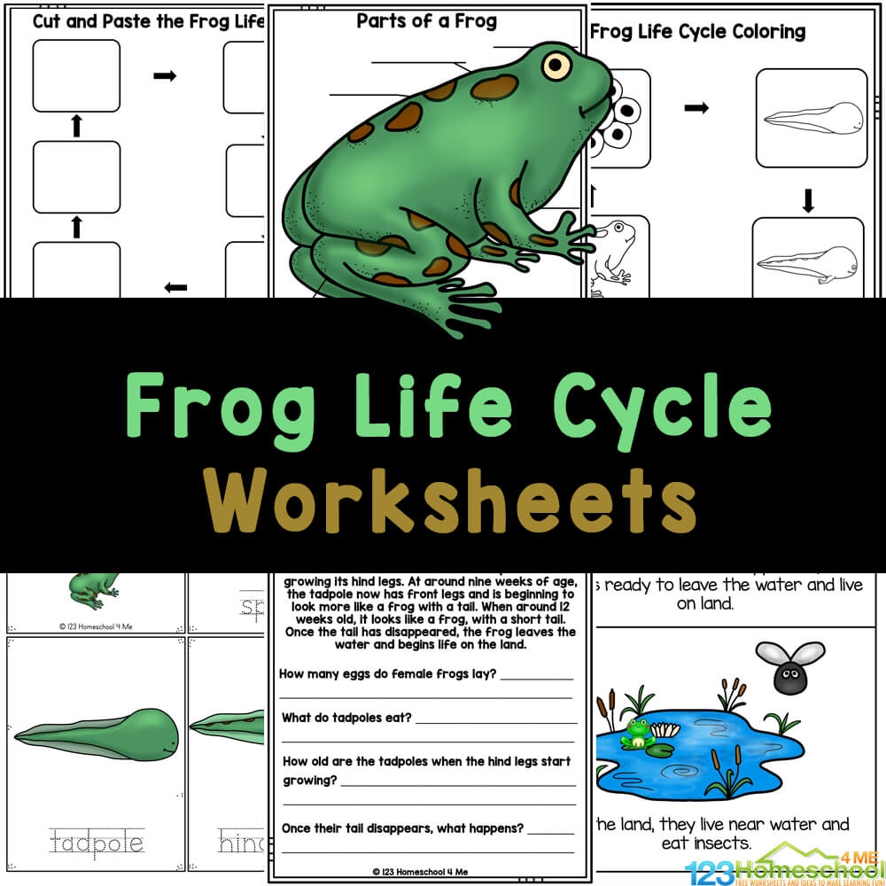 Frog Life Cycle Free Worksheet SKOOLGO