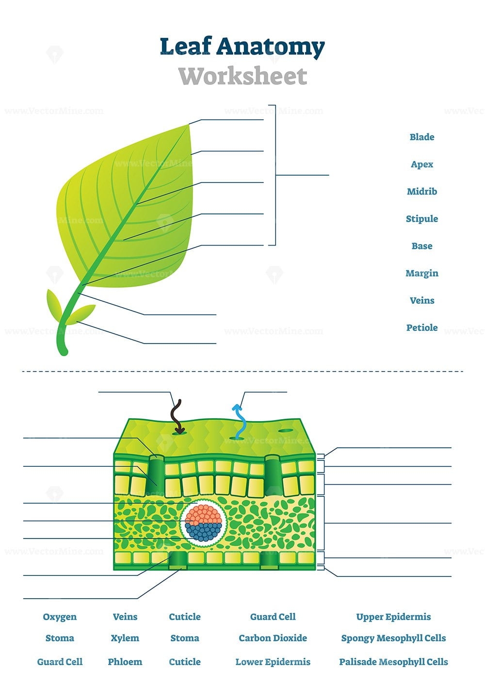 Leaf Anatomy Worksheet Vector Illustration VectorMine Leaf Anatomy Worksheet Set For Diorama Fun And More Free Rock Your Homeschool