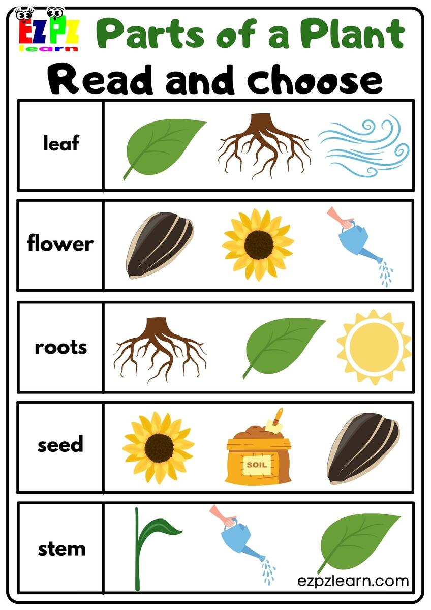 Parts Of A Plant Read And Choose Worksheet For Kindergarten Or ESL Students Free Printable PDF Download Ezpzlearn Plant Activities For Preschoolers Parts Of A Plant Worksheet TeachersMag