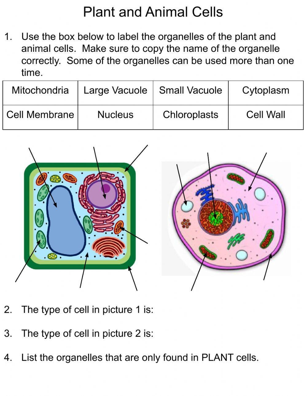 Plant And Animal Cells Online Exercise Worksheets Library