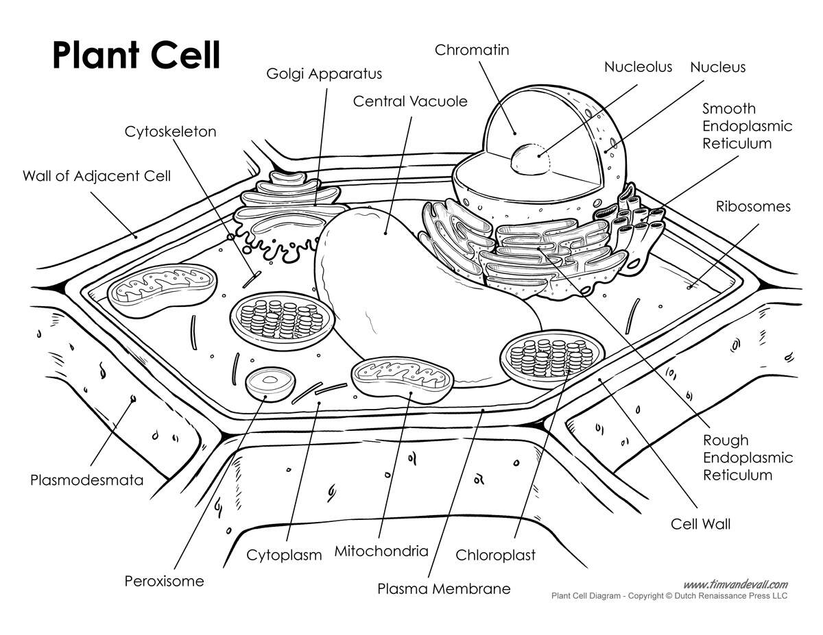 Plant Cell Labeled Tim S Printables