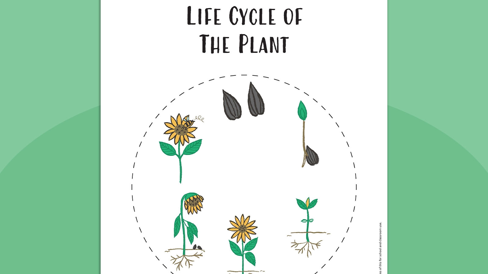 Life Cycle Of A Plant Worksheet Free Printable Digital PDF