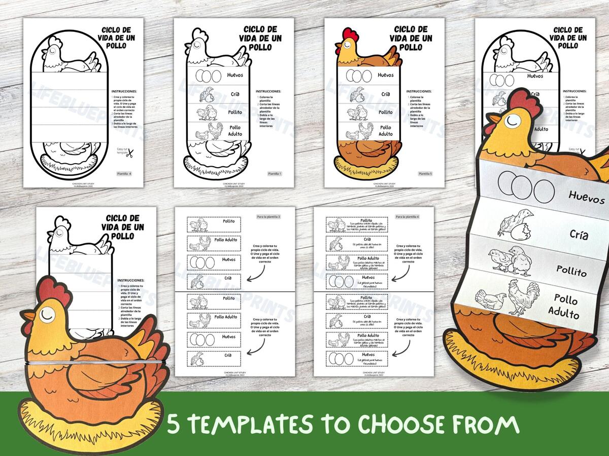Education Logic Game For Preschool Kids Chicken Life Cycle Arrange In Order Printable Worksheet Children Funny Riddle Entertainment Ilustraciones Svg Vectoriales Clip Art Vectorizado Libre De Derechos Image 188867129
